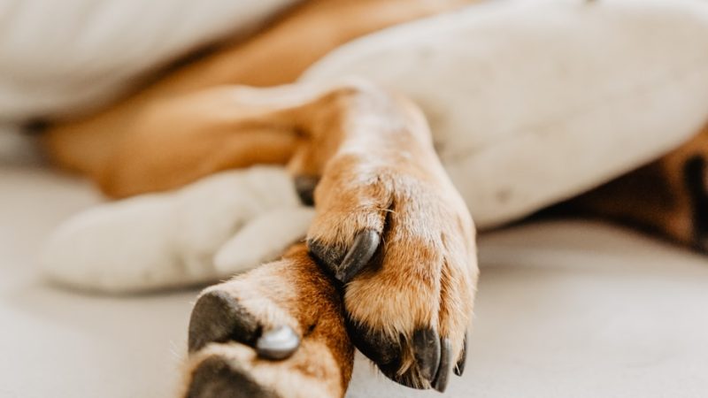 dog's paws